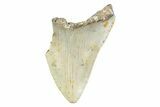 Partial, Fossil Megalodon Tooth - North Carolina #373186-1